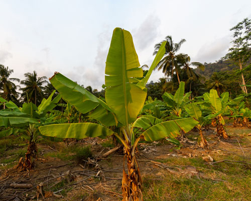 原材料となるバナナの茎の参考画像。身を収穫すると実が取れなくなるバナナの茎を再利用しています。